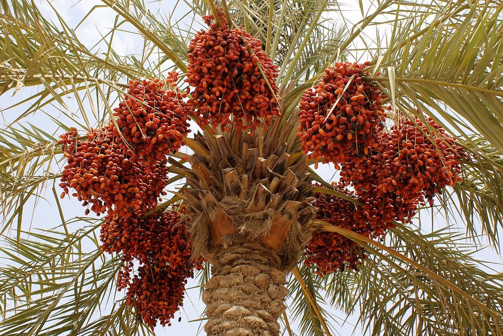 Salman Farsi Dates Farm